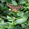 Brown Striped butterfly with outspread wings surrounded by greenery.
