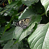 White Butterfly with a black mosaic pattern