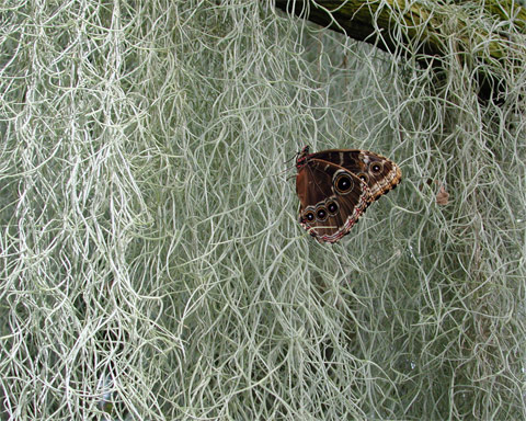 White Butterfly or brown moth with eye son the wings sitting on hanging grassy moss