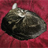 Charcoal and cream bullseye tabby cat curled up in a red velvetty cushion.