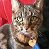 Dark tabby kitty with light green eyes surrounded by black looks almost unreal.