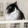 Large black & white smokey Maine Coon sits in a white basket.