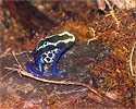 neon blue frog sitting on a rock