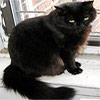 Black kitty looks chocolate brown in sunlight while sitting on window ledge.