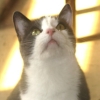 Gray and white kitty looks up, bathed in warm sunshine.