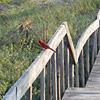 Red bird perched on a wooden walkway by a beach.