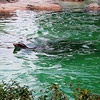 Seal peeks its head out of vibrant greenish water.