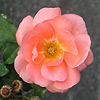 A peach flower with a pale golden center.