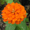 Orange blossom surrounded by green.