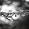 Black and White close-up of a pinecone on branch in snowy winter.