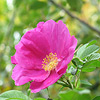 Open Pink Flower surrounded by green.