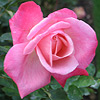 Close-up of a pink rose woth flared petals.