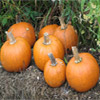 A group of pumpkins neatly posed