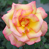Bright yellow rose with pink edges.