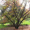 An autumn tree with a ray of sunlight striking it.