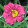 Bright Pink Flower with vivid yellow center surrounded by greenery.